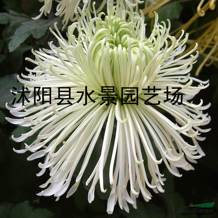 供應(yīng)菊花 亞菊 地被菊 黃金菊 大花金雞菊 荷蘭菊