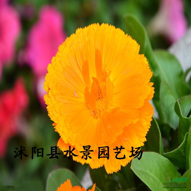 供應(yīng)金盞菊 黃金菊 地被菊 天然菊 亞菊 美女櫻 小菊