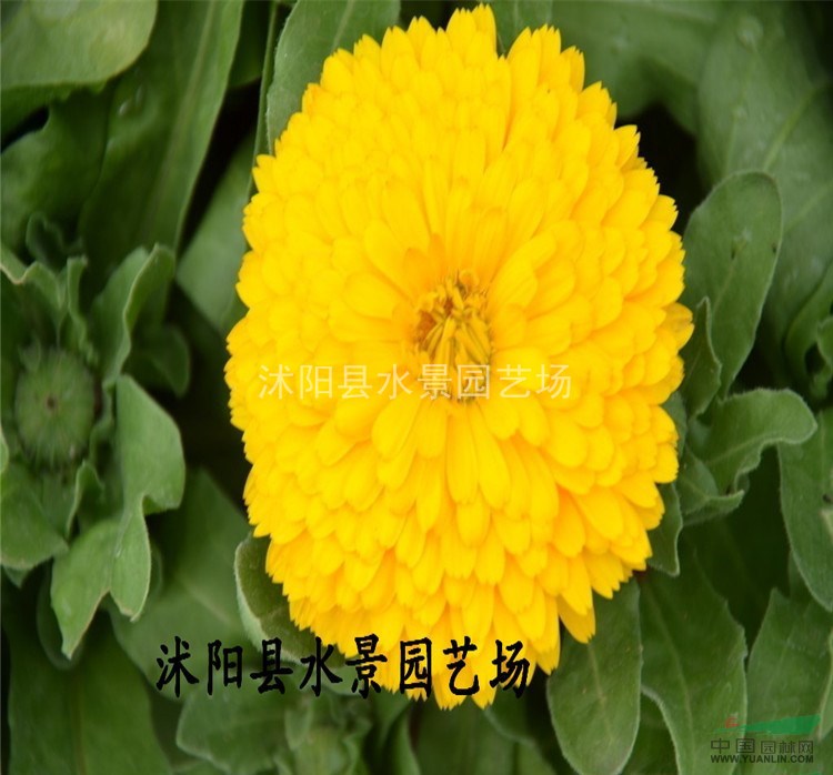 供應(yīng)金盞菊 黃金菊 地被菊 天然菊 亞菊 美女櫻 小菊