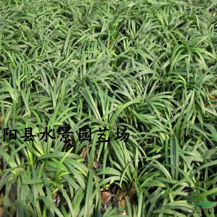 供應(yīng)江蘇玉龍草 沿階草 玉龍草價(jià)格 沿階草批發(fā)