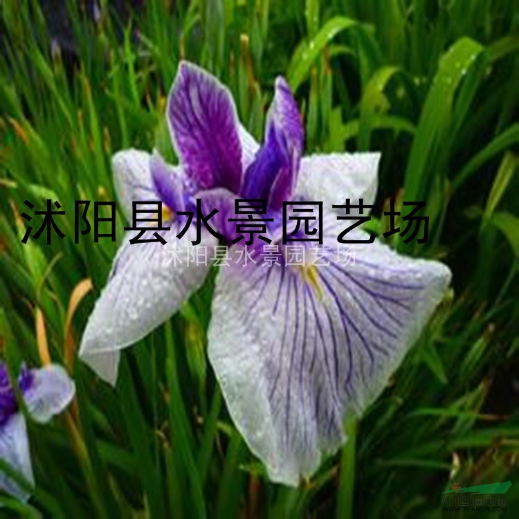 花菖蒲，日本花菖蒲，玉蟬花，花菖蒲價格，花菖蒲供應(yīng)