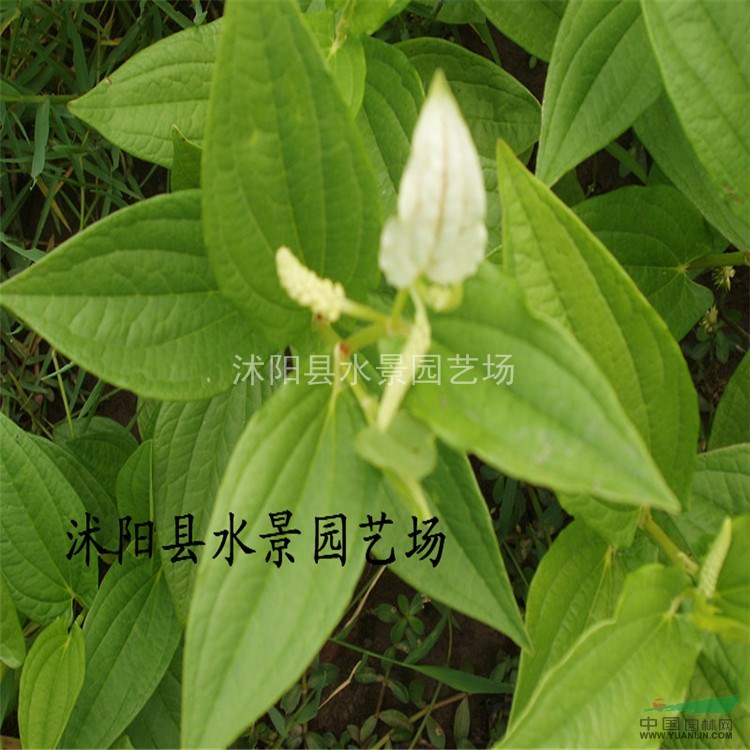  江蘇三白草 大量批發(fā) 三白草價(jià)格 三百草種子