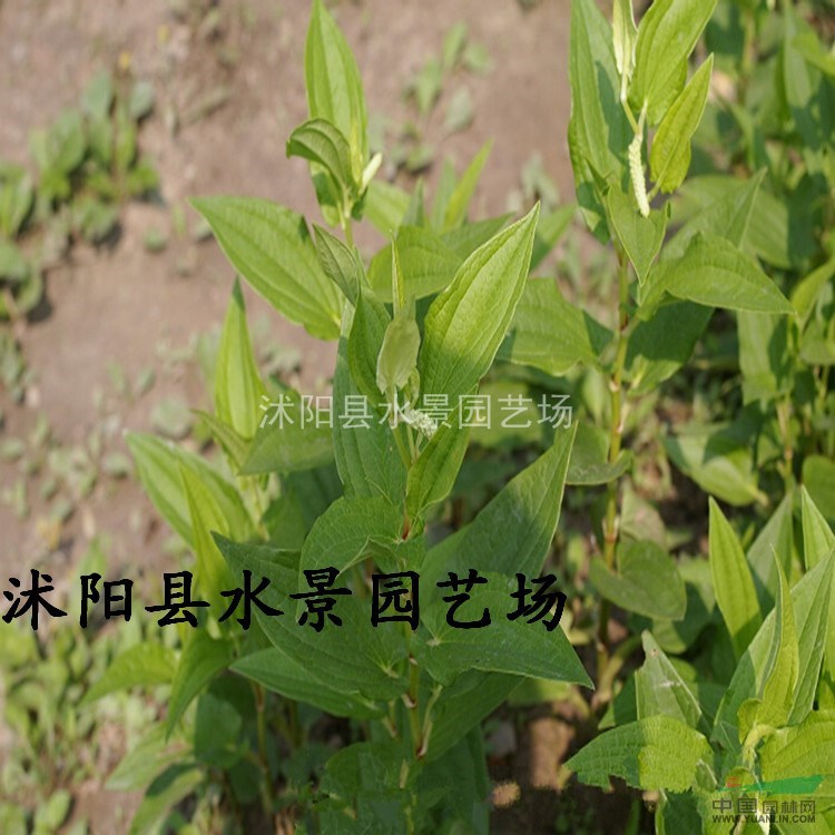  江蘇三白草 大量批發(fā) 三白草價(jià)格 三百草種子