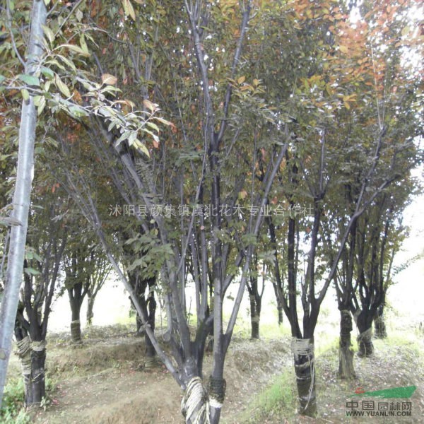 紅葉李。紫葉李