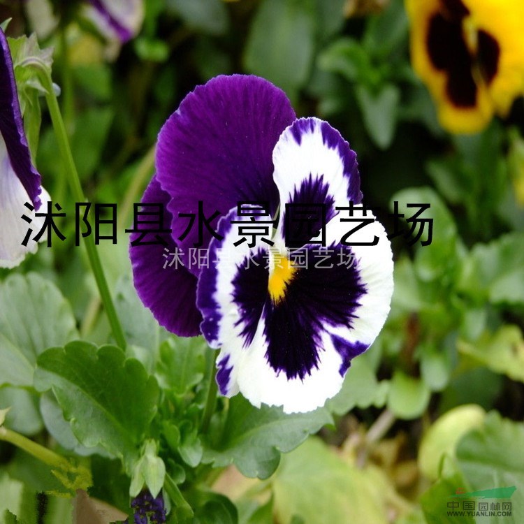 供應(yīng)三色堇 蝴蝶花 三色堇價(jià)格 三色堇圖片 