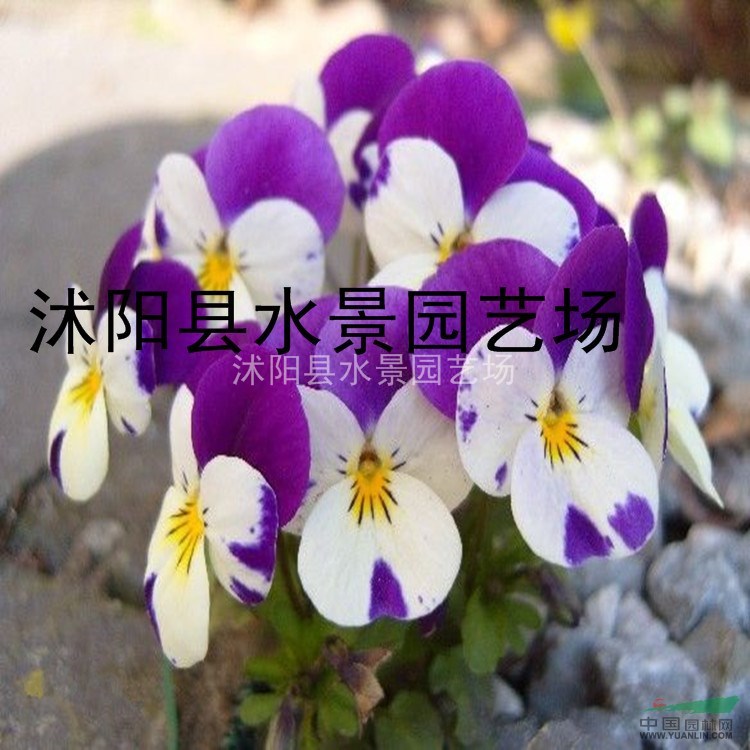 供應(yīng)三色堇 蝴蝶花 三色堇價(jià)格 三色堇圖片 