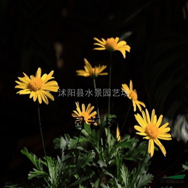 江蘇小菊，西洋甘菊，小菊供應(yīng)，小菊價格 地被菊 黃金菊