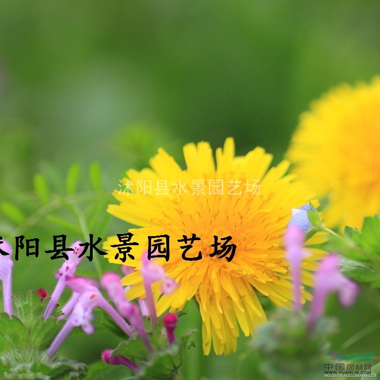 江蘇小菊，西洋甘菊，小菊供應(yīng)，小菊價格 地被菊 黃金菊