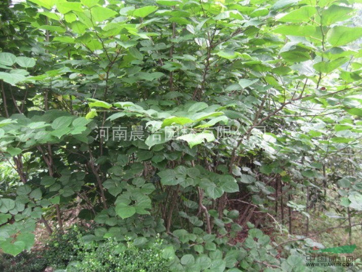 紫荊