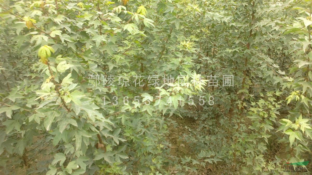 供應(yīng)三角楓，五角楓