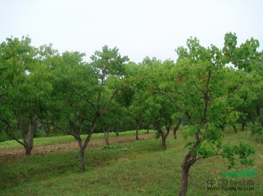2014年烏桕的價(jià)格，10公分烏桕價(jià)格，烏桕圖片