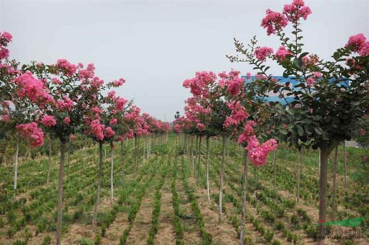 2014年百日紅的價格，９公分百日紅價格，百日紅圖片 