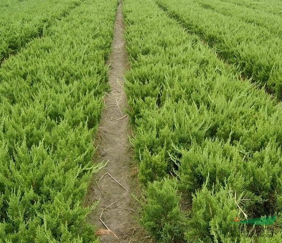 2014年龍柏圖片，１－５米龍柏價格，龍柏的價格
