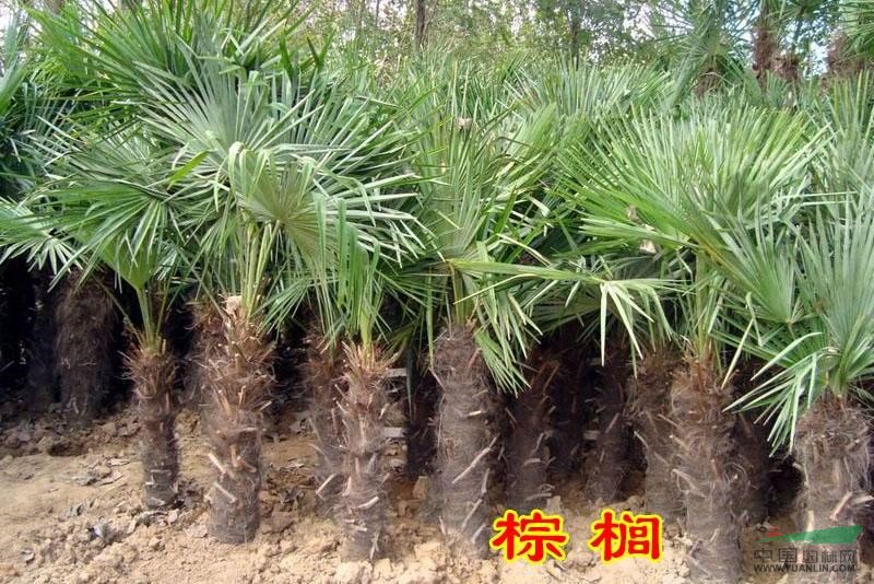 2014年棕櫚的價格，２．５米棕櫚價格，棕櫚圖片 