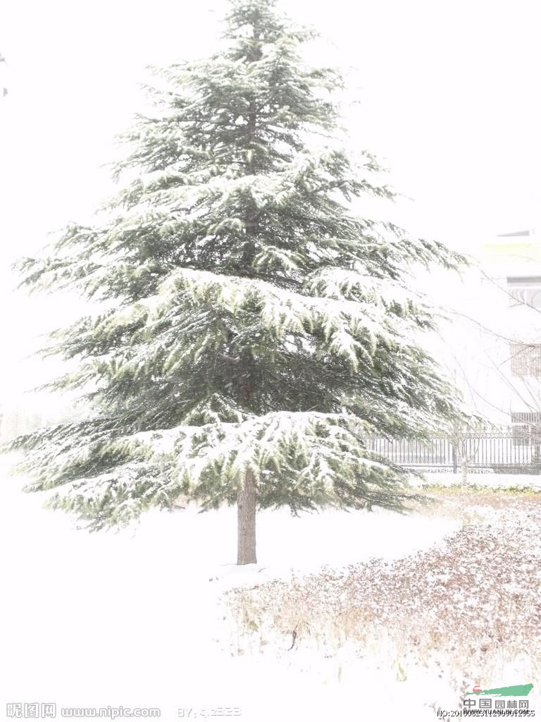 2014年陜西雪松圖片，昆明雪松圖片，江蘇雪松圖片