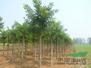 毛白楊小苗，種苗，毛白楊習(xí)性，毛白楊長勢,毛白楊三倍體