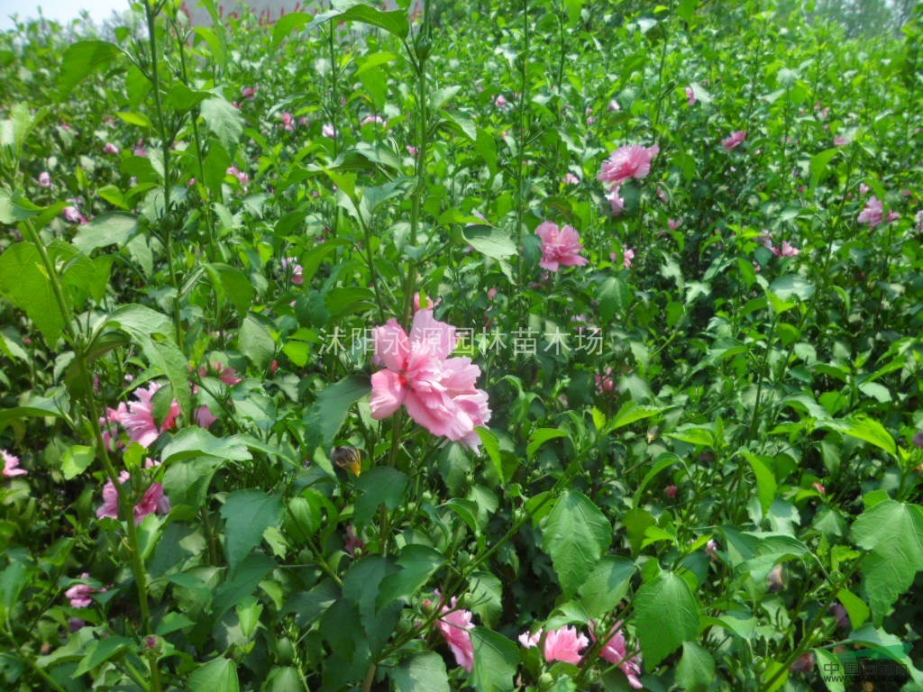 江蘇木槿，木槿花介紹