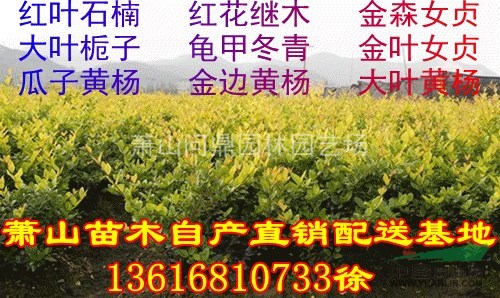 蕭山苗木一站式集成供應(yīng)商：小苗/毛球/竹/水生地被/球花灌木