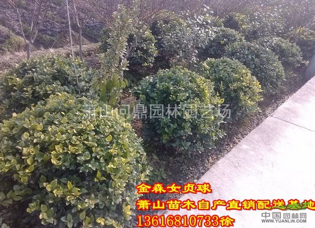 蕭山苗木一站式集成供應(yīng)商：小苗/毛球/竹/水生地被/球花灌木