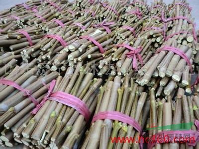 半島地區(qū)扦插法桐時(shí)間已到，大量供應(yīng)冬儲(chǔ)催芽速生法桐插穗