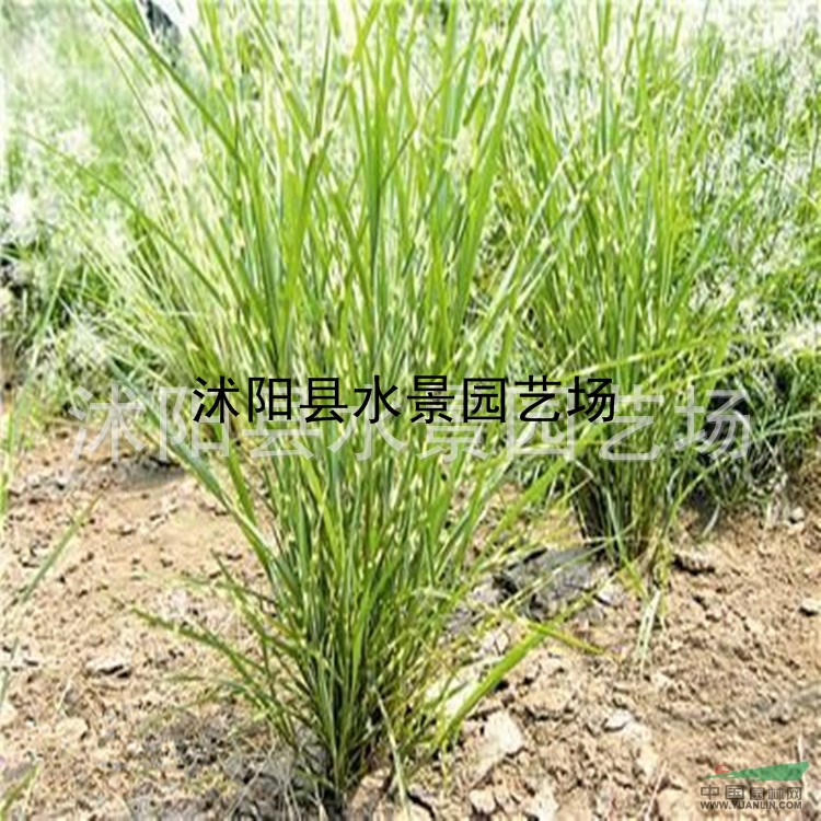 江蘇斑葉芒，斑葉芒價(jià)格，斑葉芒圖片 斑葉芒批發(fā)