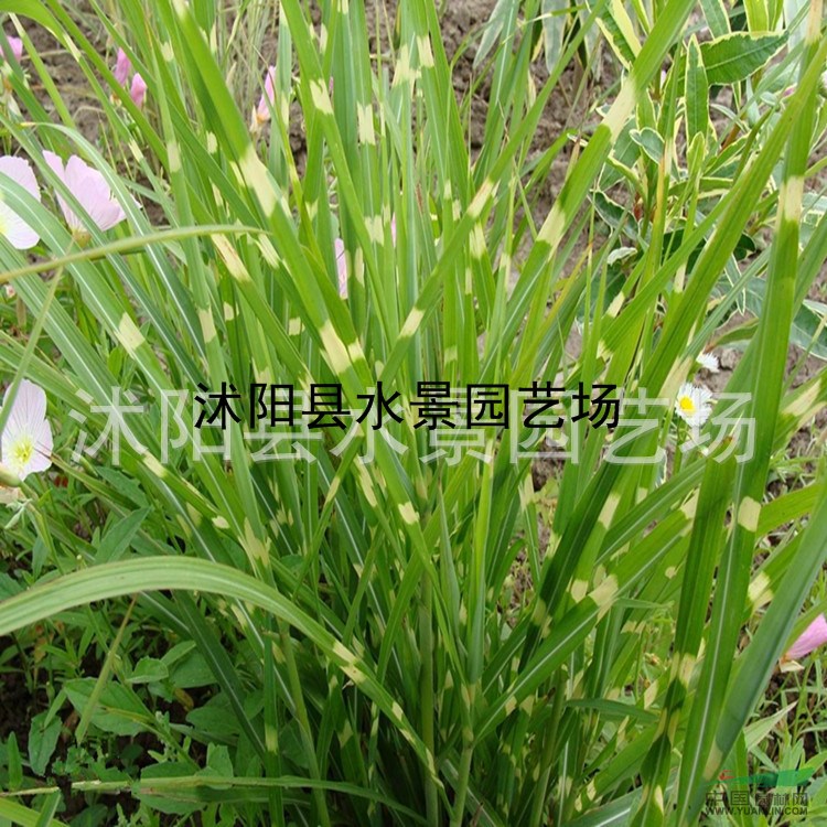 江蘇斑葉芒，斑葉芒價(jià)格，斑葉芒圖片 斑葉芒批發(fā)