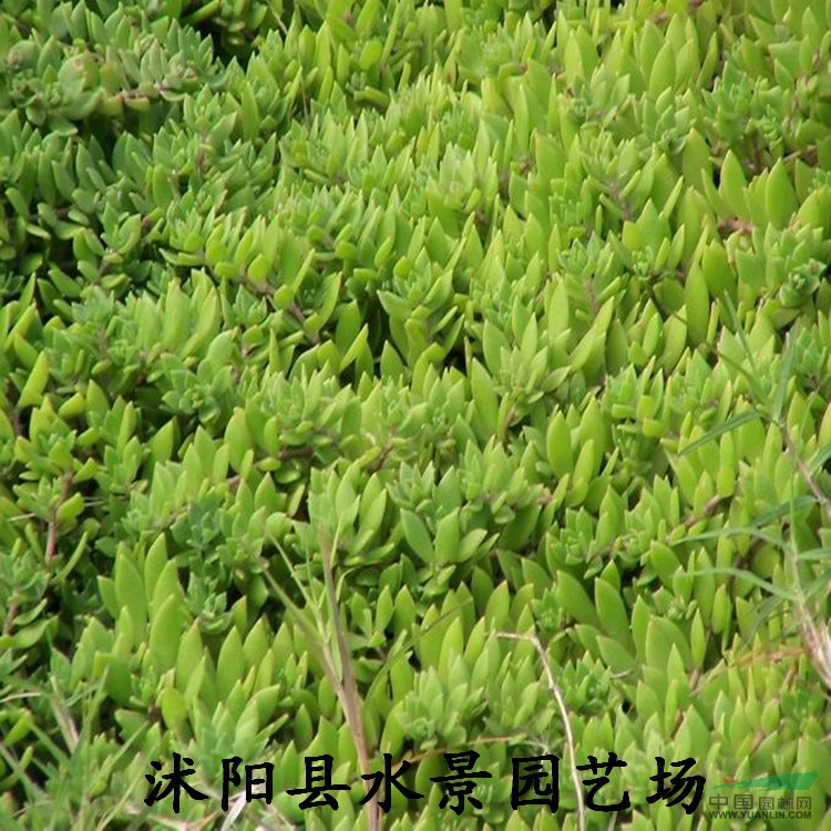 江蘇垂盆草，垂盆草供應，垂盆草價格，垂盆草圖片大量批發(fā)