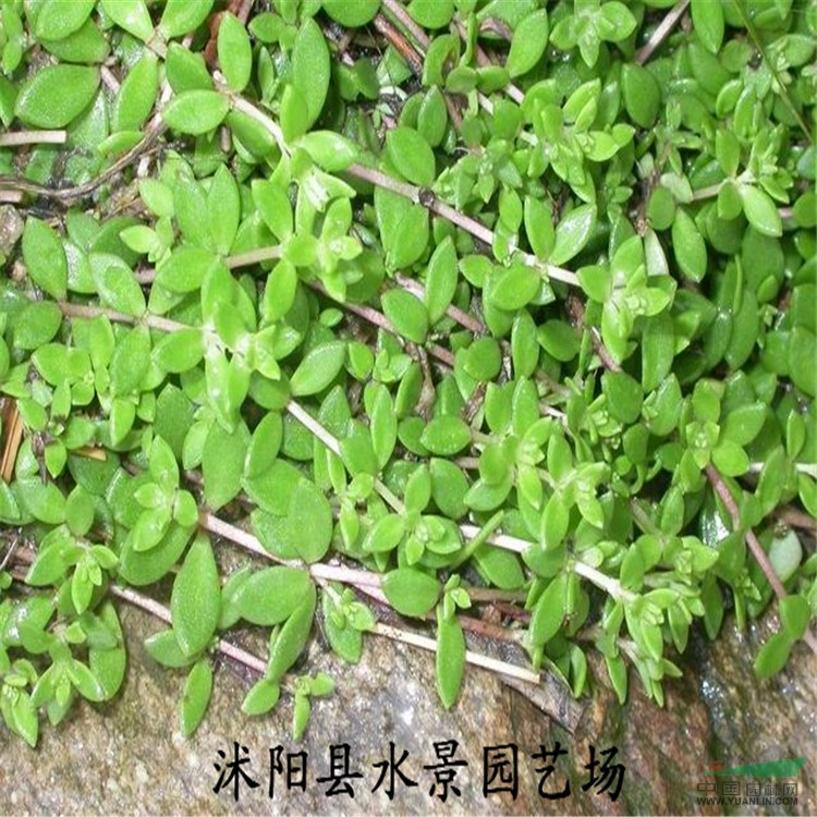 江蘇垂盆草，垂盆草供應，垂盆草價格，垂盆草圖片大量批發(fā)