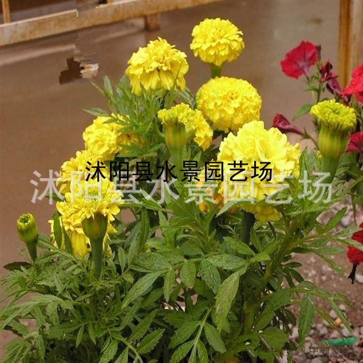 江蘇萬(wàn)壽菊 地被菊 荷蘭菊 大濱菊 萬(wàn)壽菊價(jià)格 萬(wàn)壽菊批發(fā)