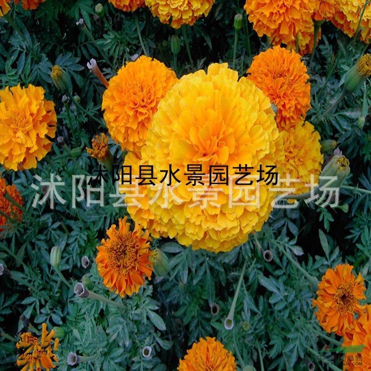 江蘇萬(wàn)壽菊 地被菊 荷蘭菊 大濱菊 萬(wàn)壽菊價(jià)格 萬(wàn)壽菊批發(fā)