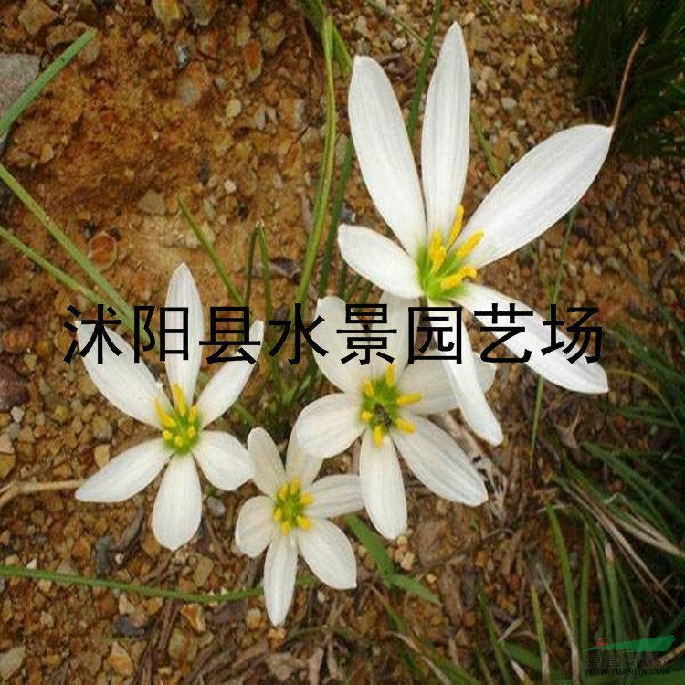 江蘇韭蘭，韭蘭價格 春蘭 蔥蘭 馬蘭 蝴蝶蘭 大量批發(fā)