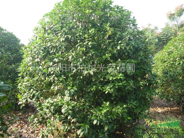 湖南廣玉蘭湖南桂花質(zhì)優(yōu)價廉