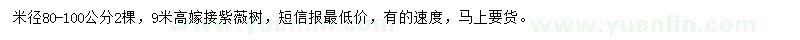 求購米徑80-100公分紫薇