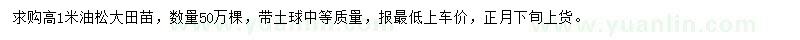 求購高1米油松大田苗