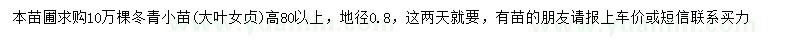 求購高80公分以上冬青小苗、大葉女貞