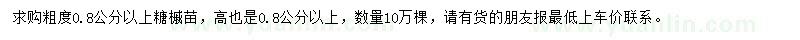 求購高0.8公分以上糖槭苗