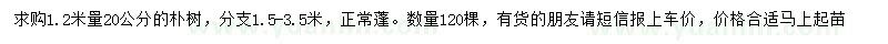 求購1.2米量20公分樸樹
