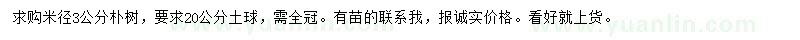 求購米徑3公分樸樹