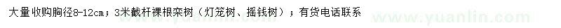 求購胸徑8-12公分欒樹