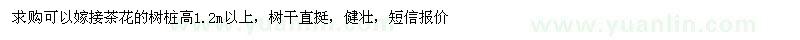 求購高1.2米以上茶花樹樁