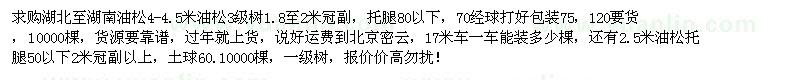 求購2.5米、4-4.5米油松