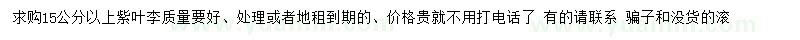 求購15公分以上紫葉李