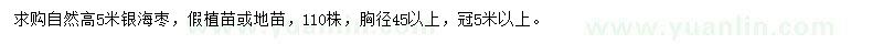 求購高5米銀海棗