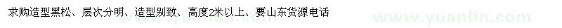 求購(gòu)高2米以上造型黑松