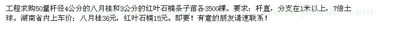 求購50量桿徑4公分八月桂、紅葉石楠條子