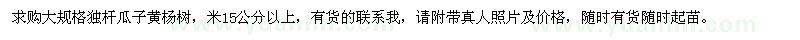 求購(gòu)米徑15公分以上獨(dú)桿瓜子黃楊樹(shù)