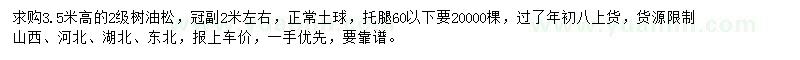 求購高3.5米油松