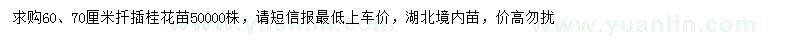 求購(gòu)60、70公分扦插桂花苗