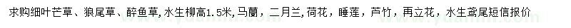 求購細(xì)葉芒草、狼尾草、醉魚草等
