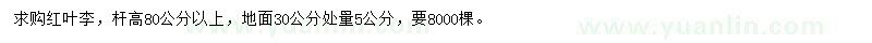 求購30公分處量5公分紅葉李